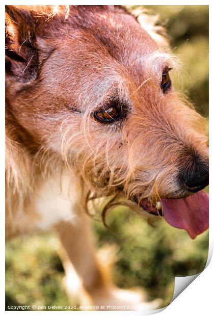 Mixed breed dog portrait in the park Print by Ben Delves
