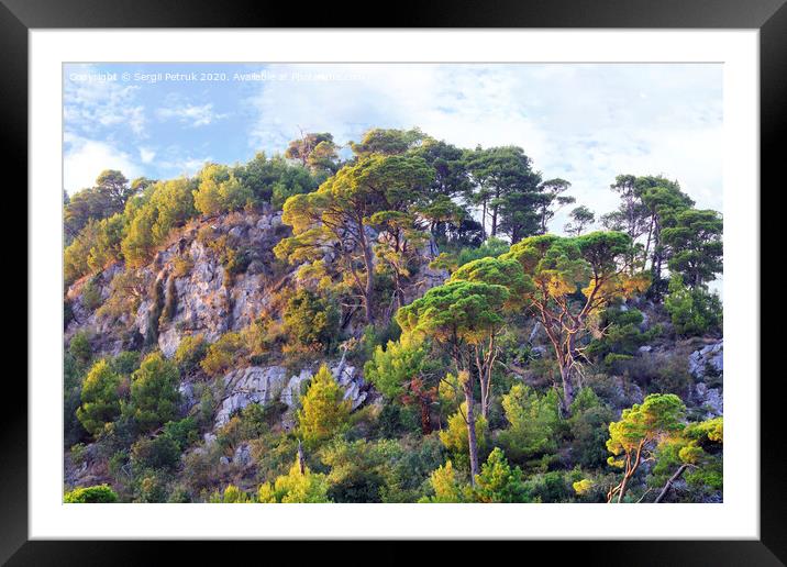 Tall pines grow on the rocks of the mountains of Montenegro Framed Mounted Print by Sergii Petruk