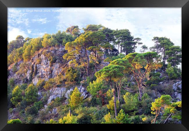 Tall pines grow on the rocks of the mountains of Montenegro Framed Print by Sergii Petruk
