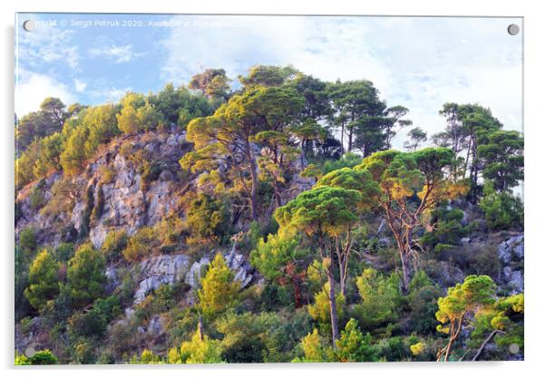 Tall pines grow on the rocks of the mountains of Montenegro Acrylic by Sergii Petruk