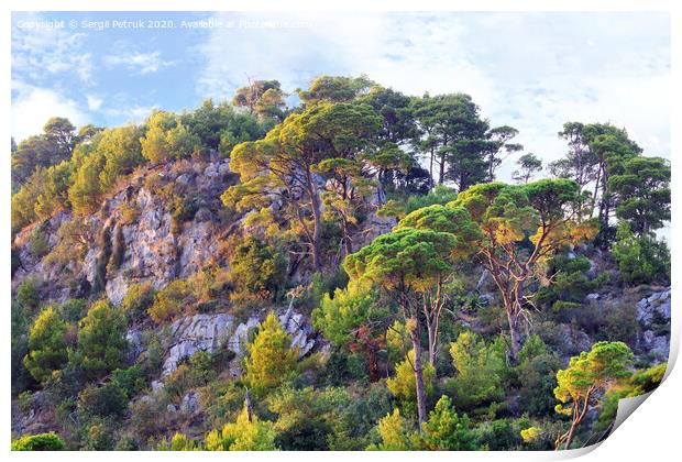 Tall pines grow on the rocks of the mountains of Montenegro Print by Sergii Petruk
