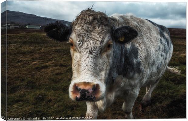 A brindle cow approaches me across a rough pasture. Canvas Print by Richard Smith