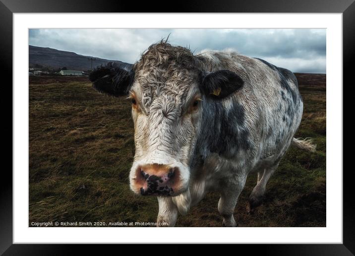 A brindle cow approaches me across a rough pasture. Framed Mounted Print by Richard Smith