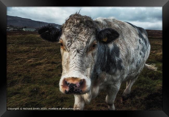 A brindle cow approaches me across a rough pasture. Framed Print by Richard Smith