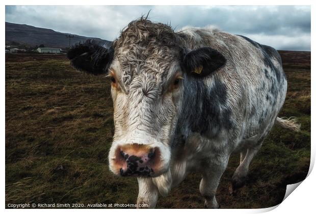 A brindle cow approaches me across a rough pasture. Print by Richard Smith