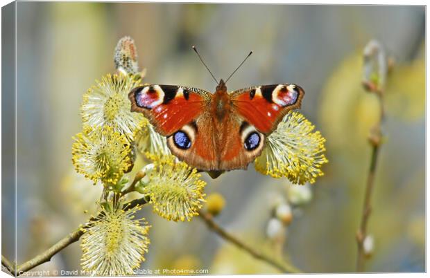 Peacock butterfly resting Canvas Print by David Mather