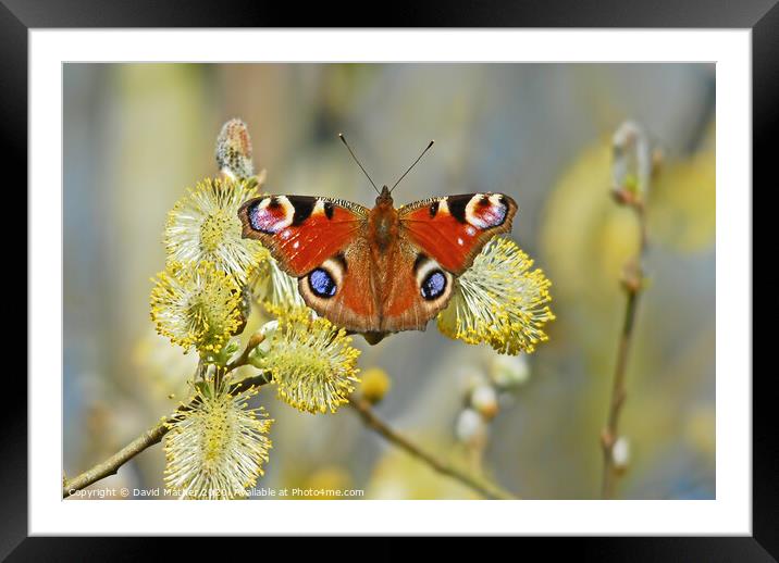 Peacock butterfly resting Framed Mounted Print by David Mather