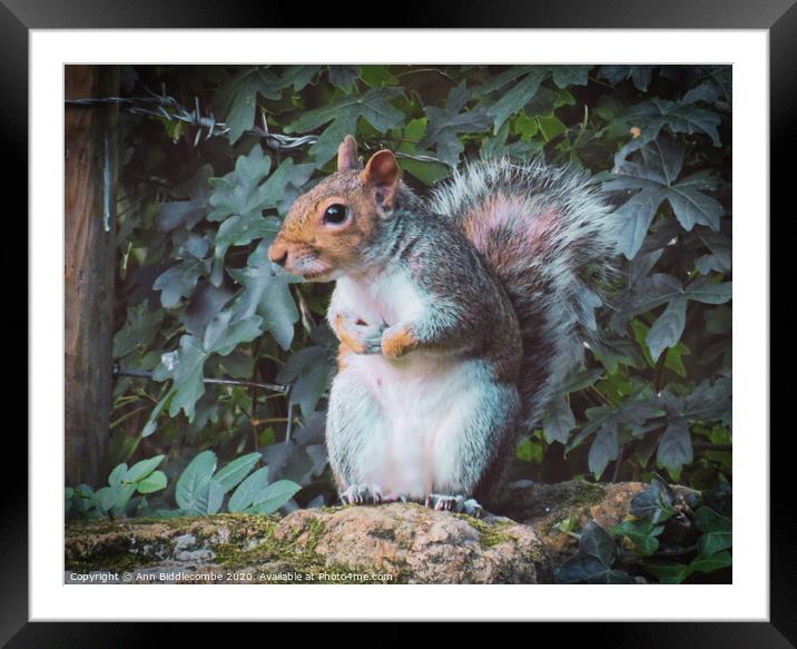 A squirrel standing on a stone wall looking Framed Mounted Print by Ann Biddlecombe
