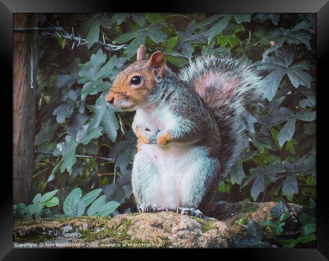 A squirrel standing on a stone wall looking Framed Print by Ann Biddlecombe