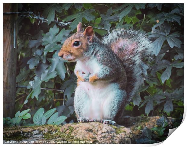 A squirrel standing on a stone wall looking Print by Ann Biddlecombe