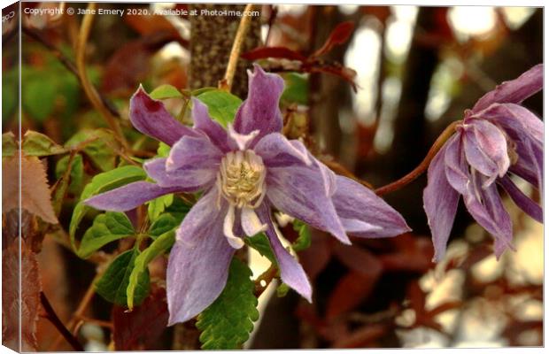 Clematis Canvas Print by Jane Emery