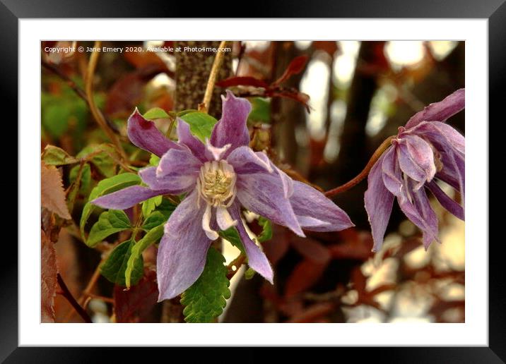 Clematis Framed Mounted Print by Jane Emery
