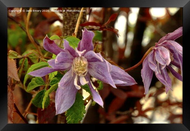 Clematis Framed Print by Jane Emery