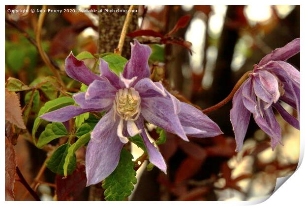 Clematis Print by Jane Emery