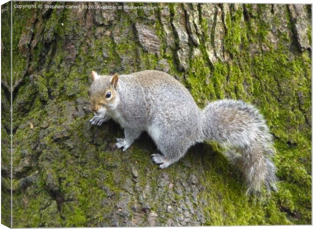 Grey Squirrel clinging to a tree Canvas Print by Stephen Carvell