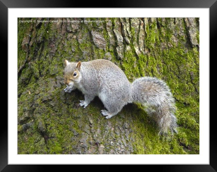 Grey Squirrel clinging to a tree Framed Mounted Print by Stephen Carvell