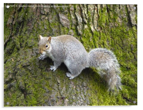 Grey Squirrel clinging to a tree Acrylic by Stephen Carvell