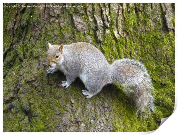 Grey Squirrel clinging to a tree Print by Stephen Carvell