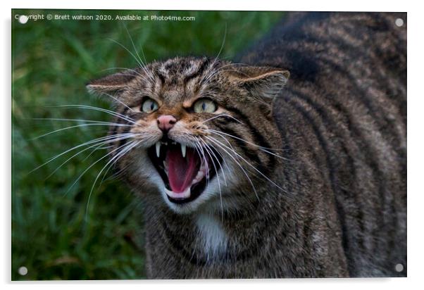 Scottish wildcat Acrylic by Brett watson