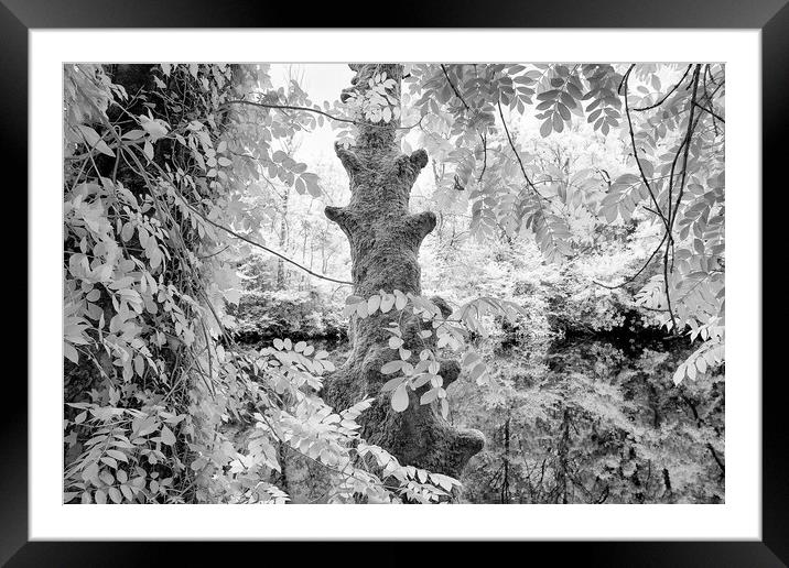 A tree in a forest Framed Mounted Print by mike morley