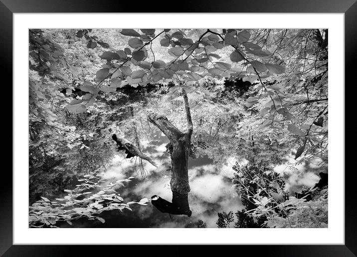 A tree next to a body of water Framed Mounted Print by mike morley