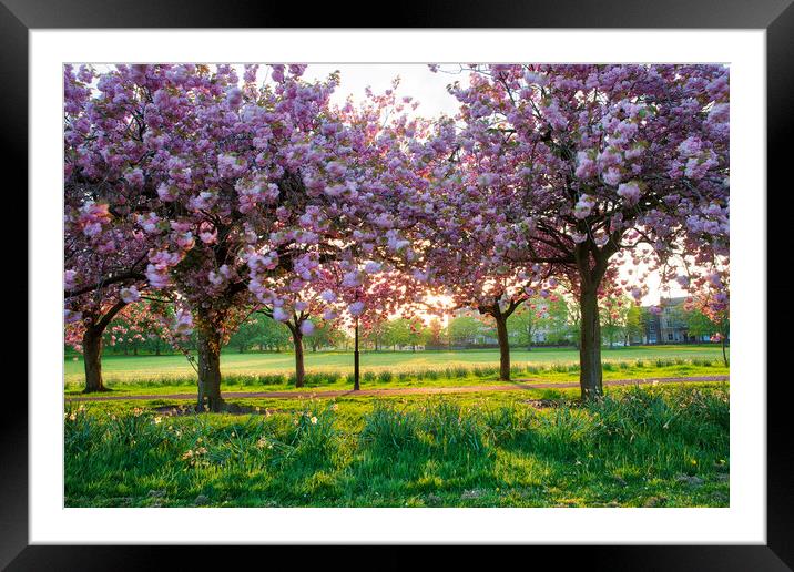 cherry blossom at sunset on Harrogate Stray Yorksh Framed Mounted Print by mike morley