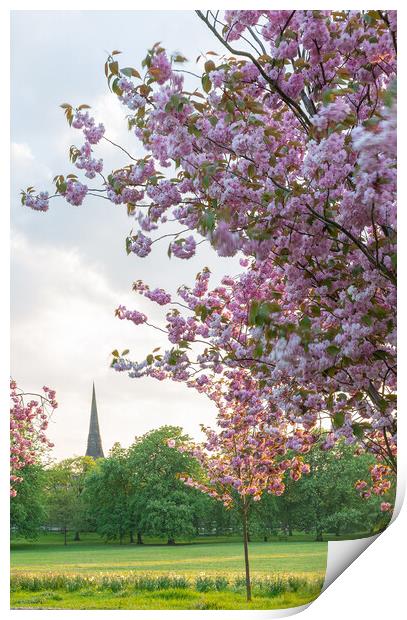cherry blossom at sunset on Harrogate Stray Yorksh Print by mike morley