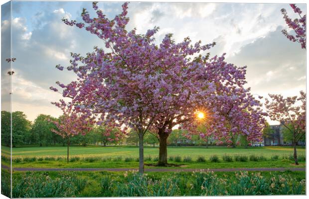 cherry blossom at sunset on Harrogate Stray Yorksh Canvas Print by mike morley
