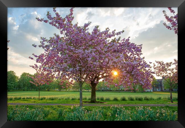 cherry blossom at sunset on Harrogate Stray Yorksh Framed Print by mike morley
