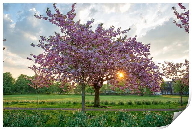 cherry blossom at sunset on Harrogate Stray Yorksh Print by mike morley
