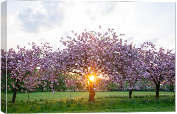 cherry blossom at sunset on Harrogate Stray Yorksh Canvas Print by mike morley