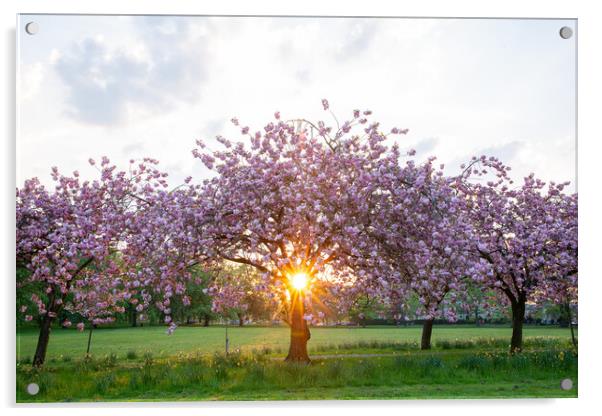 cherry blossom at sunset on Harrogate Stray Yorksh Acrylic by mike morley