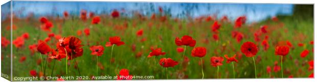 A meadow of poppies. Canvas Print by Chris North