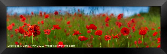 A meadow of poppies. Framed Print by Chris North