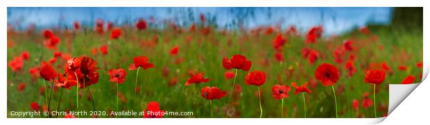 A meadow of poppies. Print by Chris North