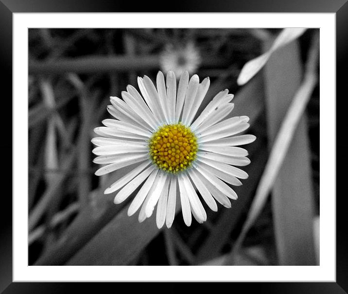 Daisy Framed Mounted Print by Lizzie Thomas