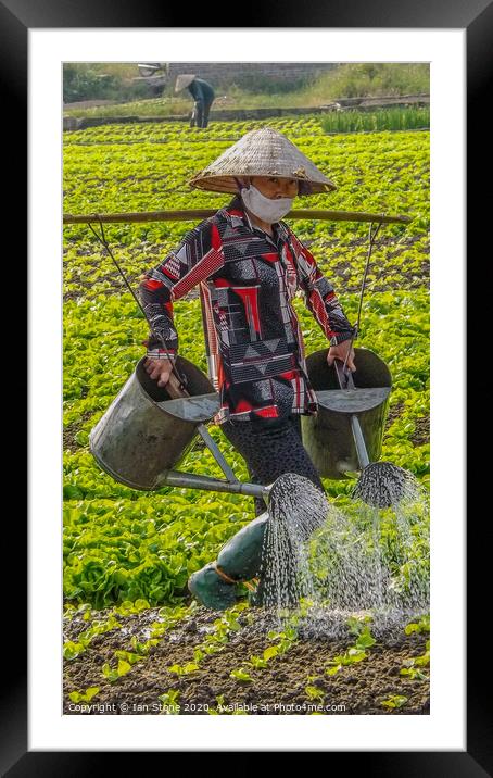 Vietnamese farm worker  Framed Mounted Print by Ian Stone