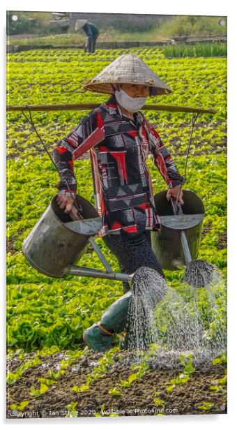 Vietnamese farm worker  Acrylic by Ian Stone