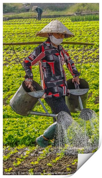 Vietnamese farm worker  Print by Ian Stone