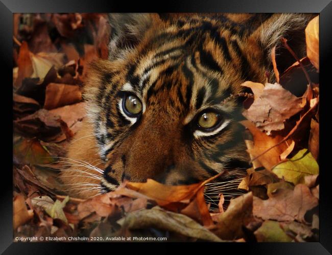 Tiger hiding in the leaves Framed Print by Elizabeth Chisholm