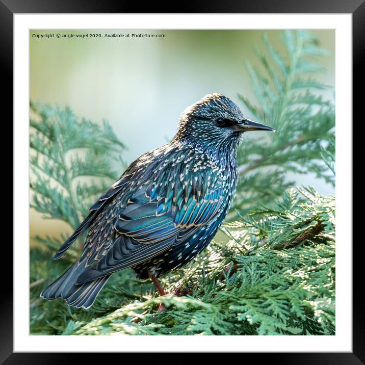European Starling Framed Mounted Print by angie vogel