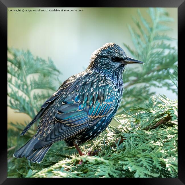 European Starling Framed Print by angie vogel