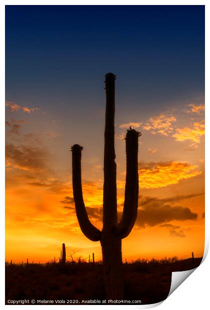 SAGUARO NATIONAL PARK Bright Sunset Print by Melanie Viola