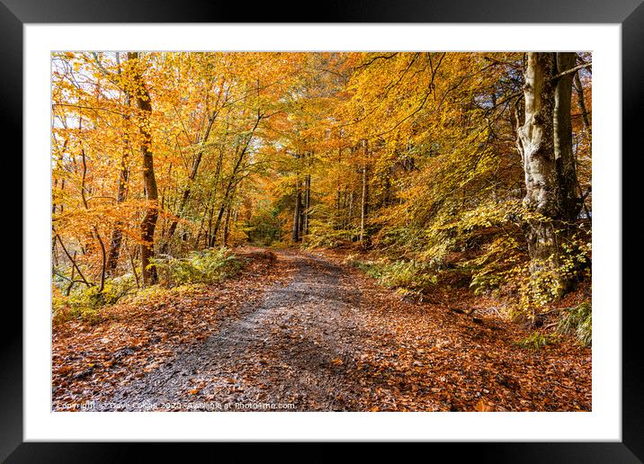 Woodland Muddy Footpath in Autumn Framed Mounted Print by Dave Collins