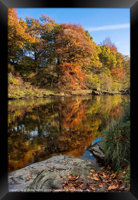Autumn woods on the river Wharfe,  Framed Print by Chris North