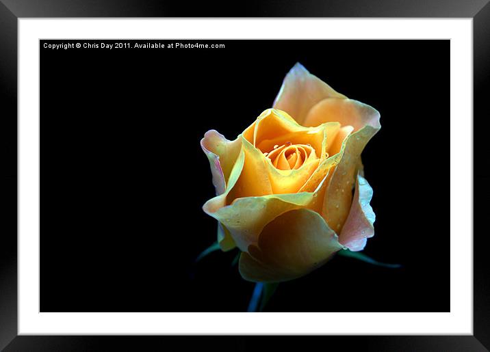 Yellow Rose Framed Mounted Print by Chris Day