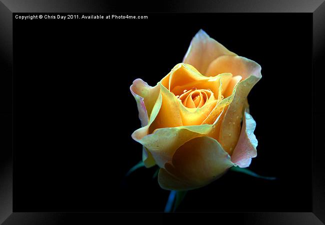Yellow Rose Framed Print by Chris Day
