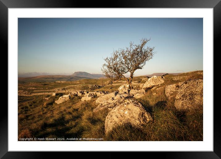 Lone Tree, Yorkshire Dales National Park Framed Mounted Print by Heidi Stewart