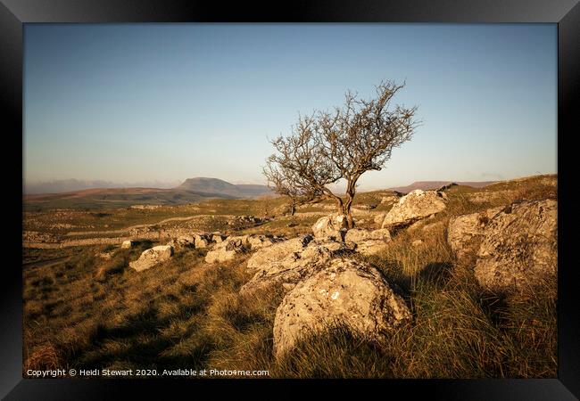 Lone Tree, Yorkshire Dales National Park Framed Print by Heidi Stewart