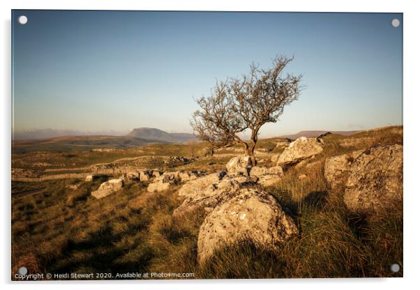 Lone Tree, Yorkshire Dales National Park Acrylic by Heidi Stewart